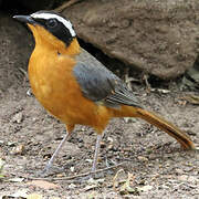 White-browed Robin-Chat