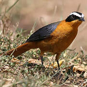 White-browed Robin-Chat