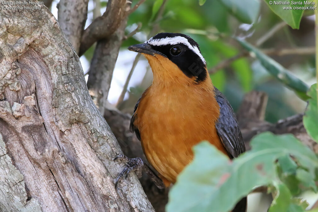 White-browed Robin-Chatadult, identification, close-up portrait