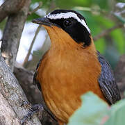 White-browed Robin-Chat