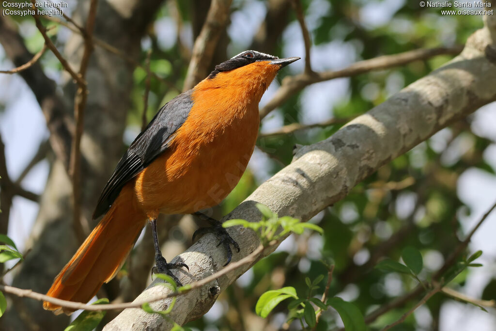 White-browed Robin-Chatadult, identification, habitat, Behaviour