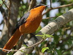 White-browed Robin-Chat