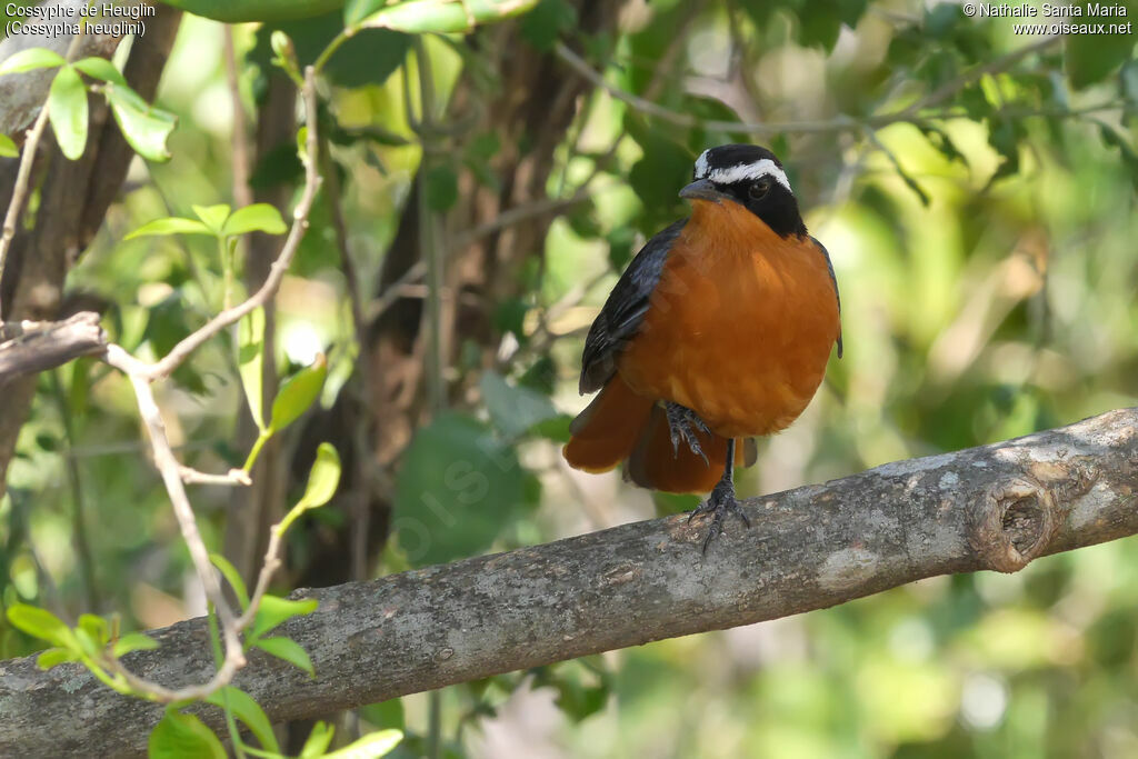 White-browed Robin-Chatadult, identification, habitat, Behaviour