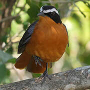 White-browed Robin-Chat