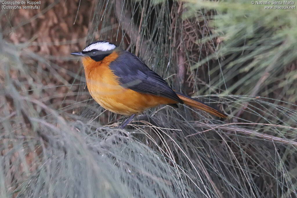 Cossyphe de Rüppelladulte, identification