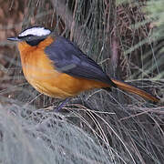 Rüppell's Robin-Chat