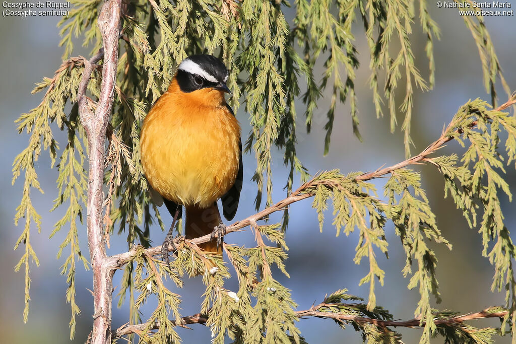 Rüppell's Robin-Chatadult, identification, habitat