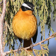 Rüppell's Robin-Chat