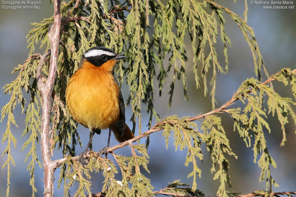 Rüppell's Robin-Chatadult, identification, habitat