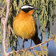 Rüppell's Robin-Chat