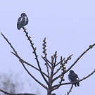 Cotinga d'Isabelle