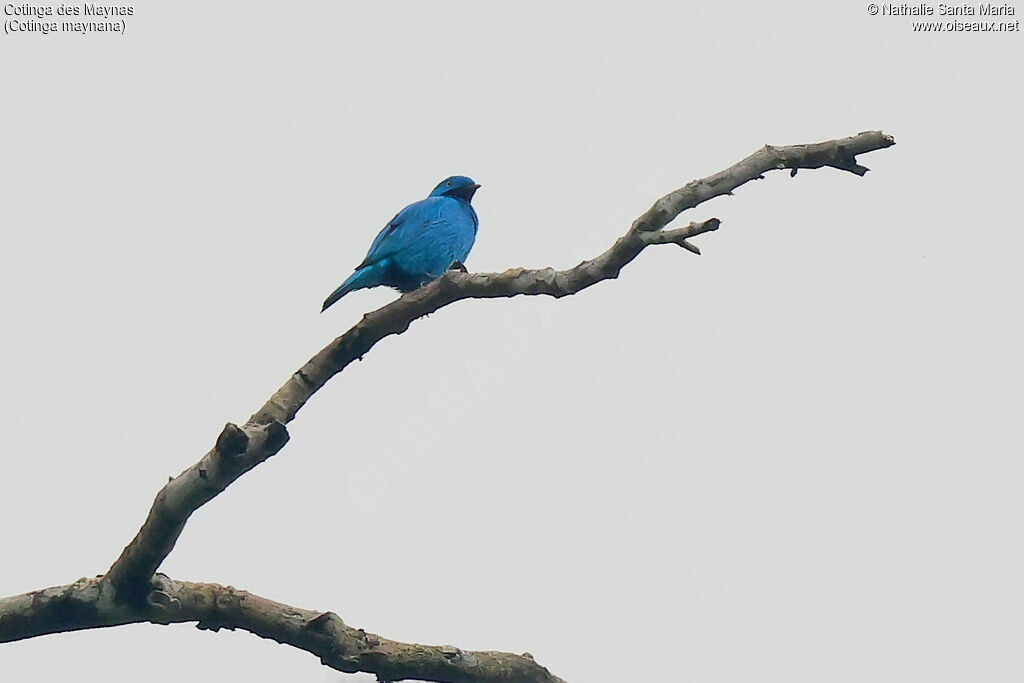 Cotinga des Maynas