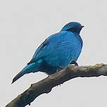 Cotinga des Maynas