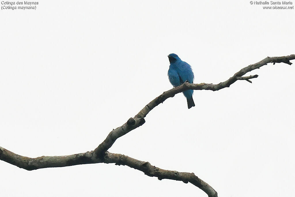 Cotinga des Maynas