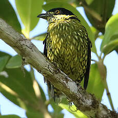 Cotinga écaillé