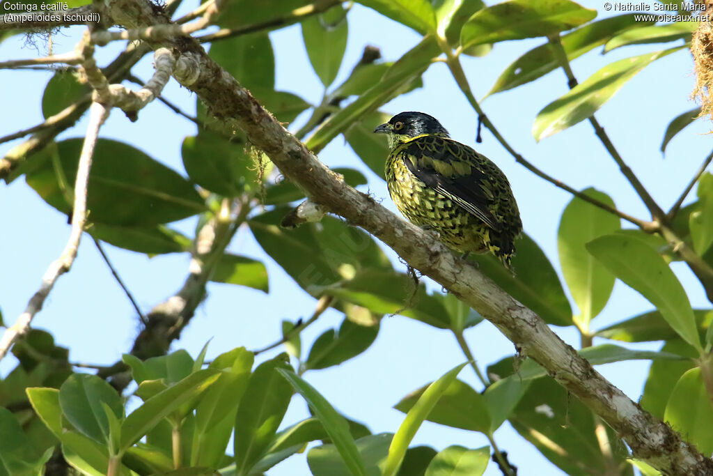 Cotinga écaillé mâle adulte, identification