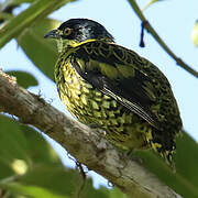 Cotinga écaillé