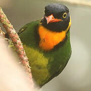 Orange-breasted Fruiteater