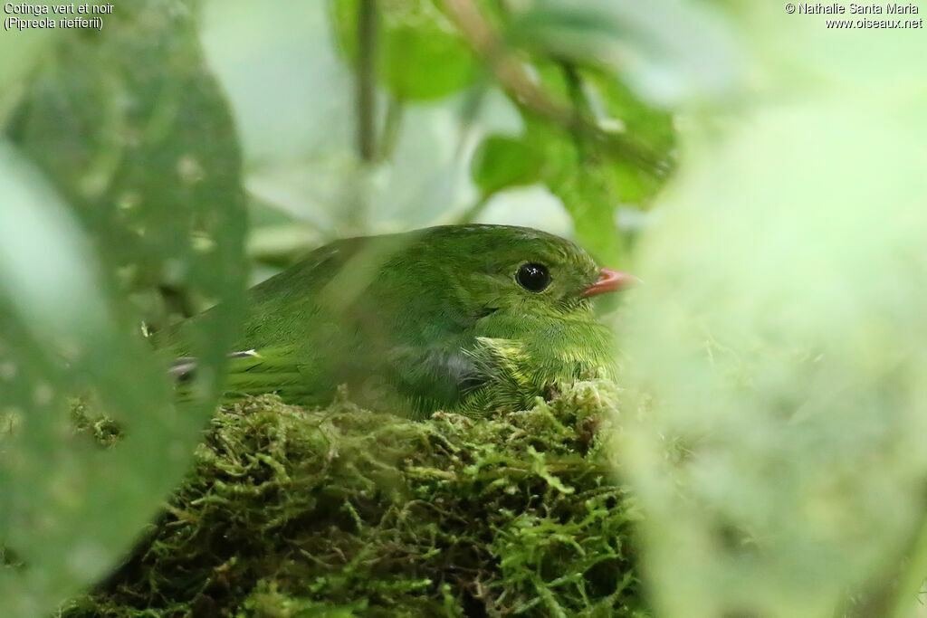 Green-and-black Fruiteater female adult, identification, Reproduction-nesting