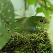 Green-and-black Fruiteater