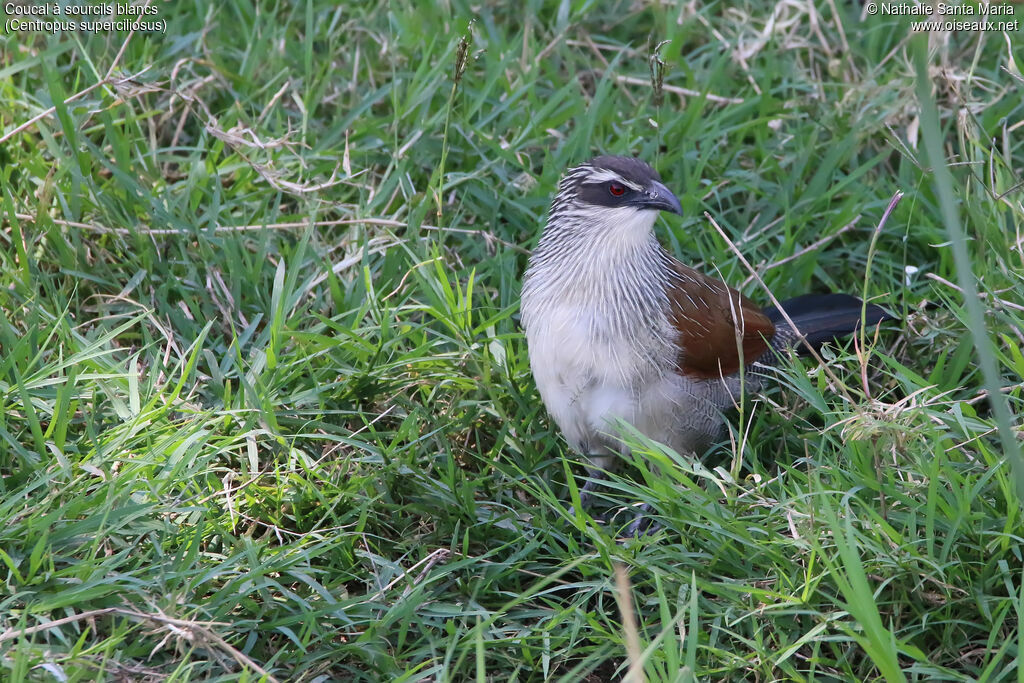 Coucal à sourcils blancsadulte, identification, habitat