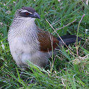 Coucal à sourcils blancs