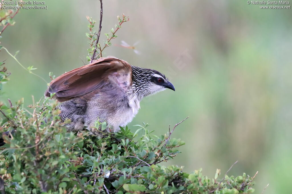 Coucal à sourcils blancsadulte, identification, Comportement