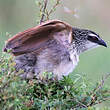 Coucal à sourcils blancs