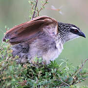 White-browed Coucal