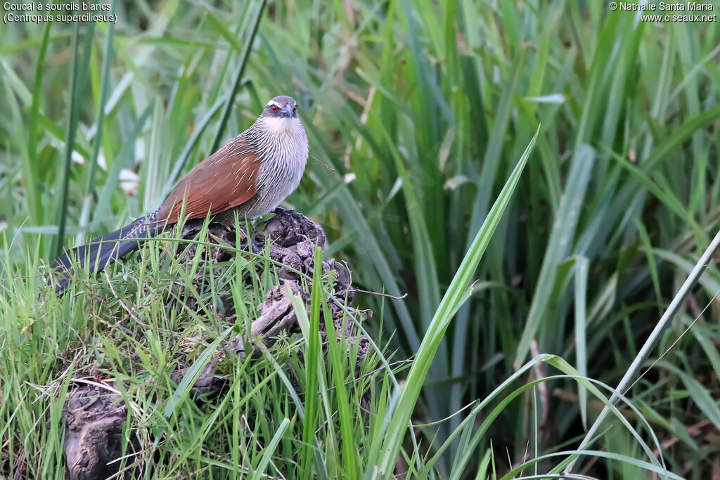 White-browed Coucaladult, identification, habitat