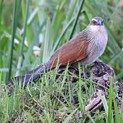 Coucal à sourcils blancs