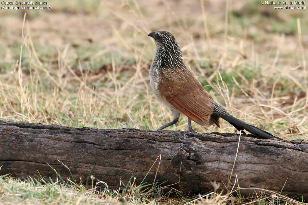 White-browed Coucaladult, identification, habitat, walking