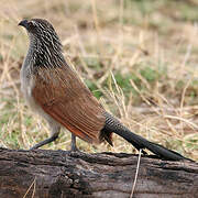 Coucal à sourcils blancs