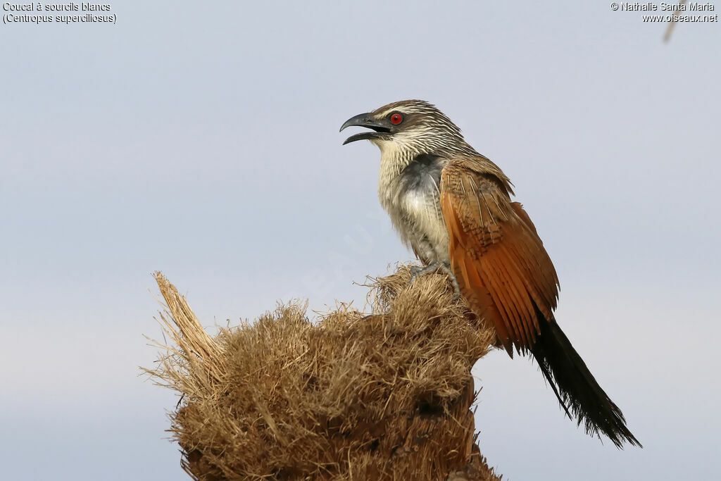 Coucal à sourcils blancsadulte, Comportement