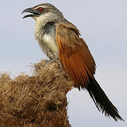 White-browed Coucal