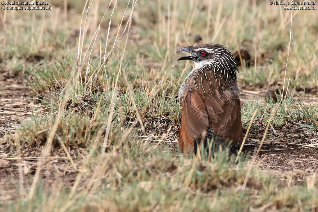 Coucal à sourcils blancsadulte, identification, habitat, Comportement