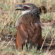 White-browed Coucal