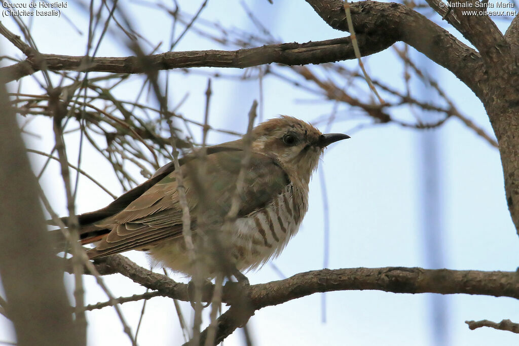 Horsfield's Bronze Cuckooimmature, identification