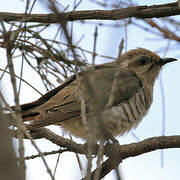 Horsfield's Bronze Cuckoo