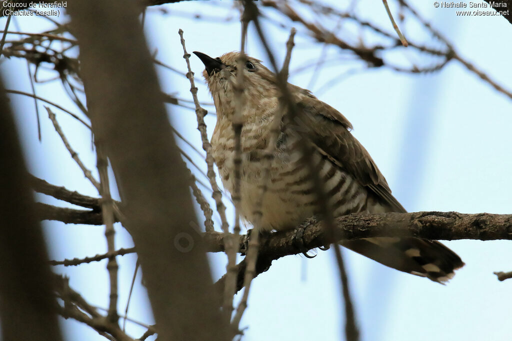 Horsfield's Bronze Cuckooimmature, identification