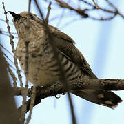 Horsfield's Bronze Cuckoo