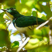 Klaas's Cuckoo