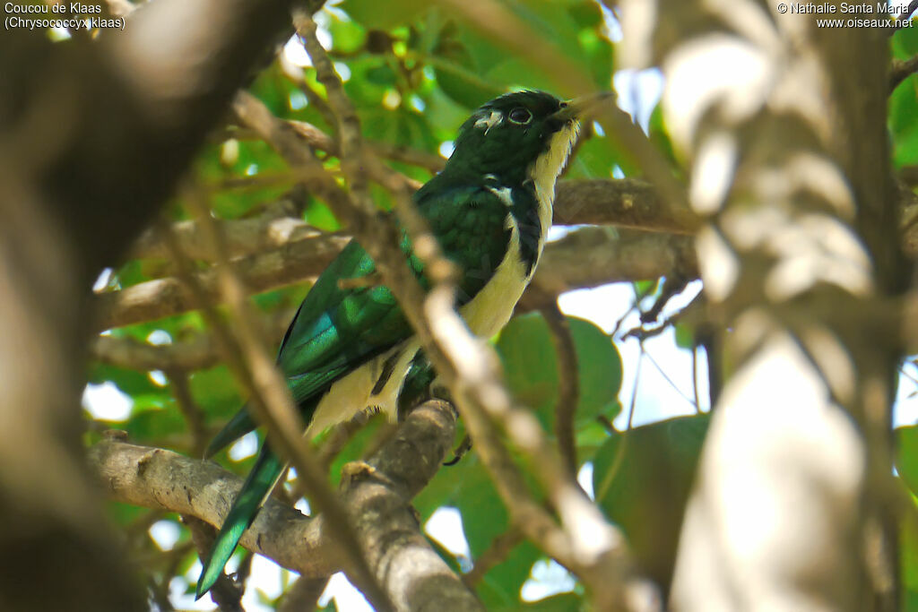 Klaas's Cuckoo male adult, identification