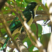 Klaas's Cuckoo