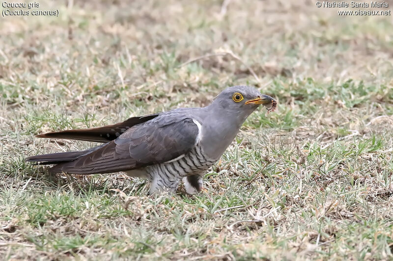 Common Cuckoo male adult, identification, habitat, eats