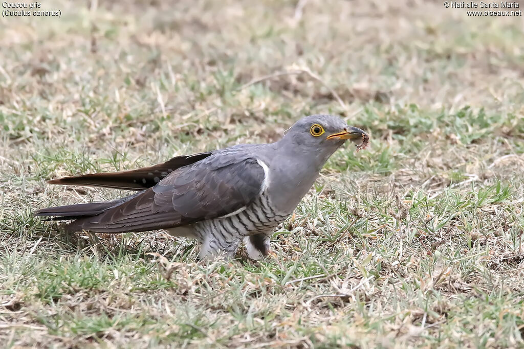 Common Cuckoo male adult, identification, habitat, eats