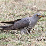 Common Cuckoo