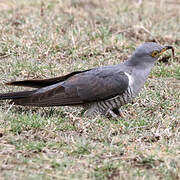 Common Cuckoo