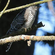 Common Cuckoo