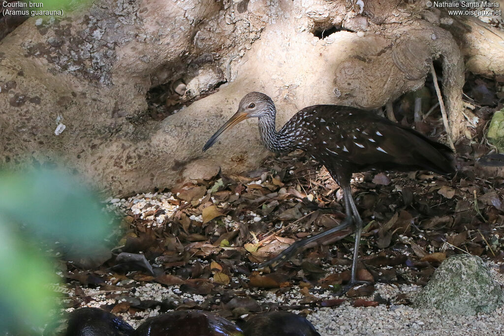 Courlan brunadulte, identification, marche, pêche/chasse